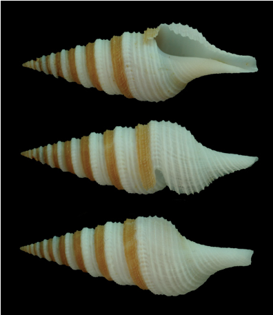 Gemmula%20ambara%20PSL%202008%20Olivera