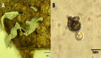 PSL%202014 vol07-no02-p331-336%20Macabago