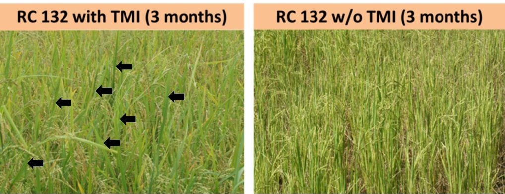 PSL%202021 vol14-no01-p12-28-Mikita%20and%20Padlan