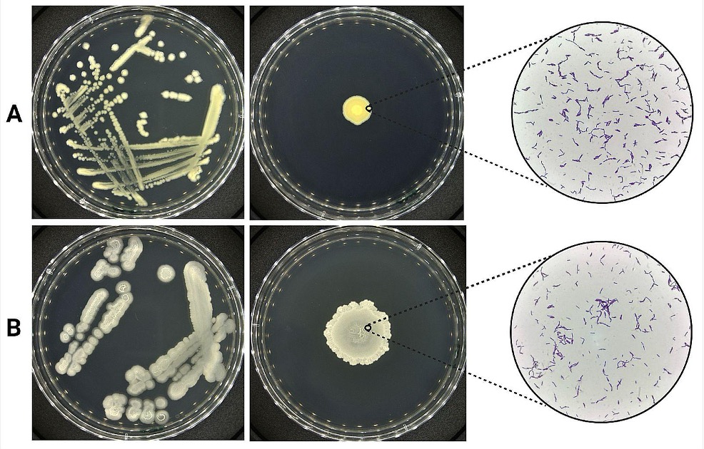 PSL%202021 vol14-no01-p12-28-Mikita%20and%20Padlan