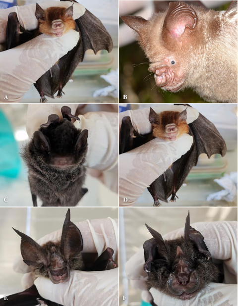 SciEnggJ%202026 vol19 no01 p33 45 Ong%20et%20al